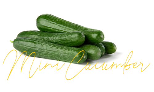 Fresh mini cucumbers stock image. Image of background - 24516521